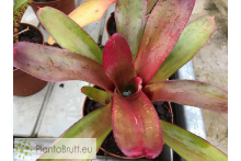 Neoregelia Bailadora