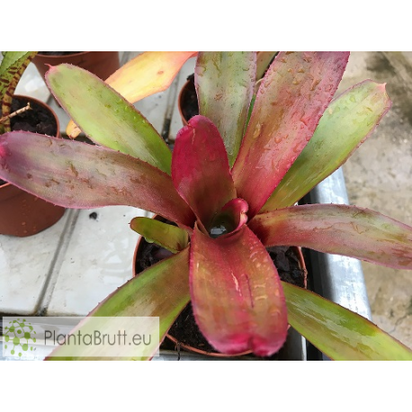 Neoregelia Bailadora