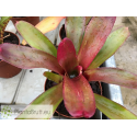 Neoregelia Bailadora