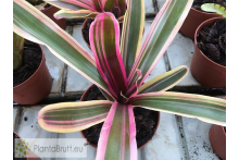 Neoregelia Lilinoe