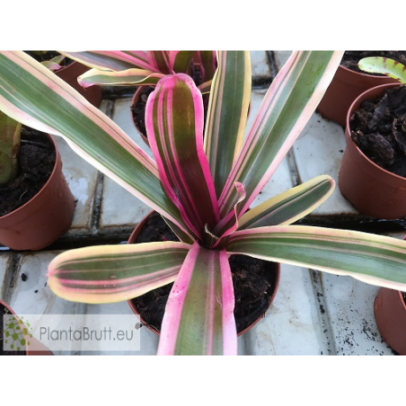 Neoregelia Lilinoe