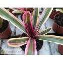 Neoregelia Lilinoe