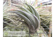 Tillandsia carminea