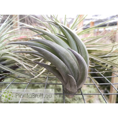 Tillandsia carminea