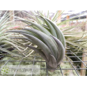 Tillandsia carminea