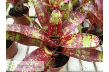 Neoregelia Demeter