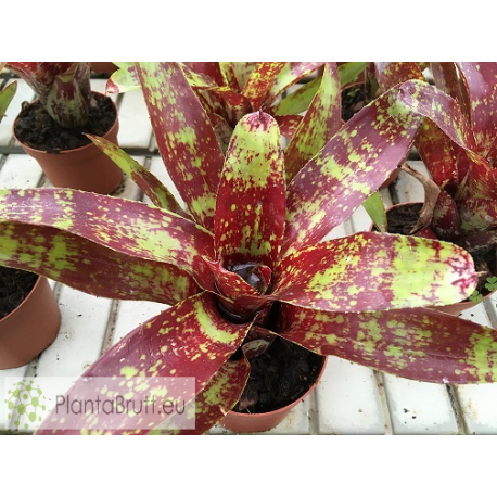 Neoregelia Demeter