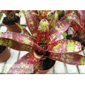 Neoregelia Demeter