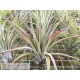 Tillandsia chiapensis x velutina