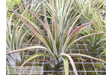 Tillandsia chiapensis x velutina