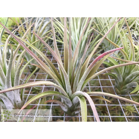 Tillandsia chiapensis x velutina