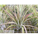 Tillandsia chiapensis x velutina