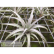 Tillandsia mima var. chiletensis