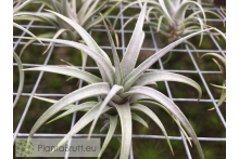 Tillandsia mima var. chiletensis