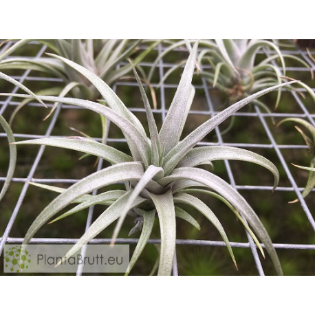 Tillandsia mima var. chiletensis