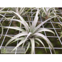 Tillandsia mima var. chiletensis