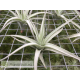 Tillandsia aeranthos x leonamiana