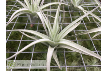 Tillandsia aeranthos x leonamiana