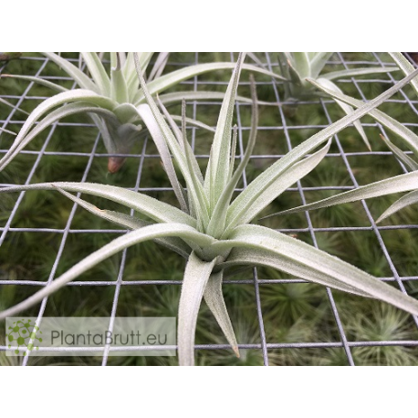 Tillandsia aeranthos x leonamiana