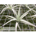 Tillandsia aeranthos x leonamiana