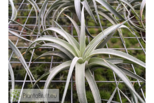 Tillandsia ixioides x recurvifolia