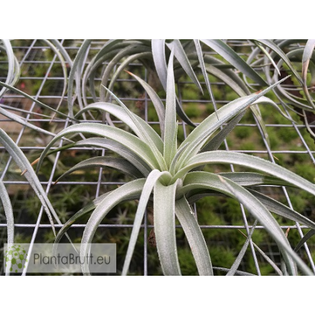 Tillandsia ixioides x recurvifolia