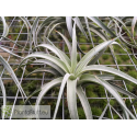 Tillandsia ixioides x recurvifolia