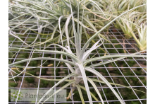 Tillandsia caerulea x straminea (Capricorn)