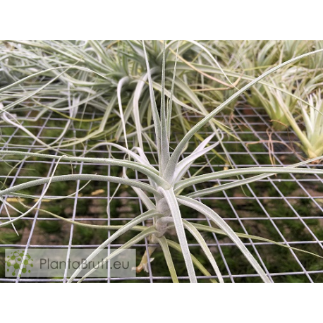 Tillandsia caerulea x straminea (Capricorn)