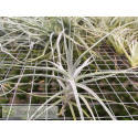 Tillandsia caerulea x straminea (Capricorn)