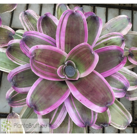 Neoregelia Dorothy