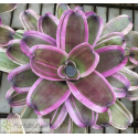 Neoregelia Dorothy