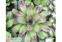 Neoregelia Passion
