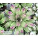 Neoregelia Passion