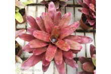 Neoregelia Multicolor