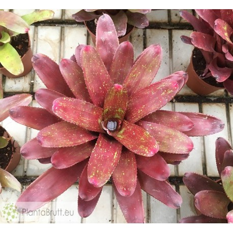 Neoregelia Multicolor