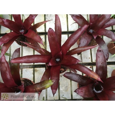 Tillandsia grandis