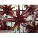 Tillandsia grandis