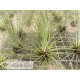 Tillandsia filifolia XL