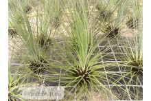Tillandsia filifolia XL
