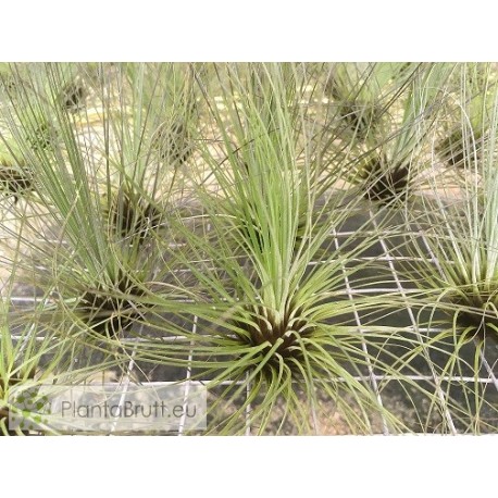 Tillandsia filifolia XL