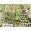 Tillandsia filifolia XL