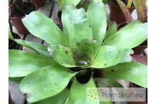 Neoregelia Chubby