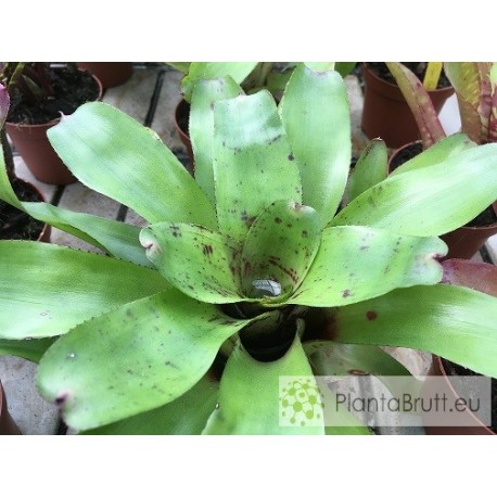 Neoregelia Chubby
