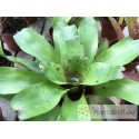 Neoregelia Chubby