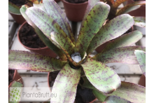 Neoregelia ampullacea Hybrid