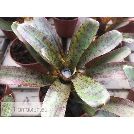 Neoregelia ampullacea Hybrid