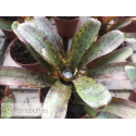 Neoregelia ampullacea Hybrid