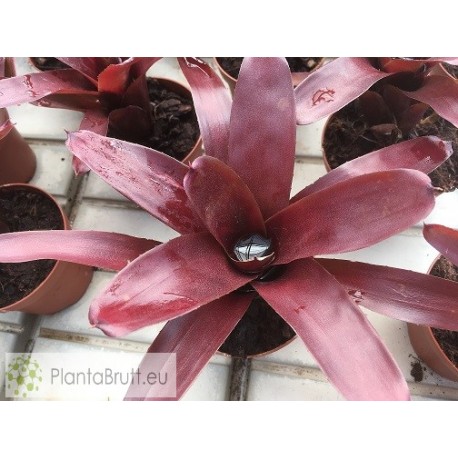 Neoregelia xantipa Hybrid
