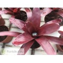 Neoregelia xantipa Hybrid